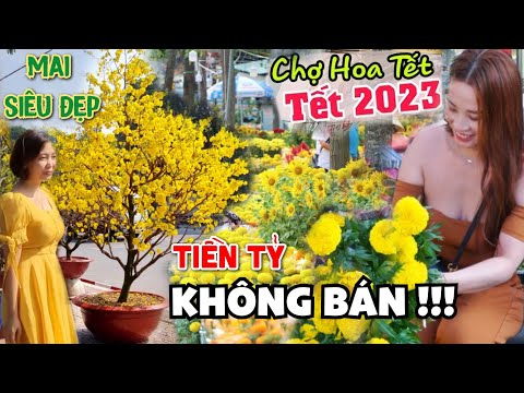 Cây Mai "Khủng" Vàng Rực tiền Tỷ chợ hoa Tết 2023 mà ông chủ quyết định không bán tại cv Gia Định