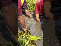 Hand Fishing In Village River Handfishing Handfish Fishing Shortsfeed Shorts