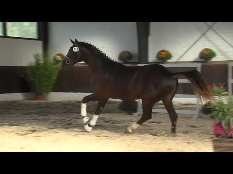 29. Mecklenburger Körtage - Kat.Nr. 08 Hengst v. Don Ferro