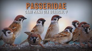 Download lagu Mengenal Burung Gereja - Asal dan Habitatnya di Alam ! mp3