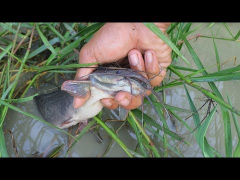 Using Best Hand Skill Catching Fishes|New Video Fishing A Lot Of Fish On Dry Season Video
