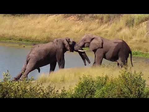 Djuma: Two Elephant bulls have a bit of fun together-third one joins - 14:20 - 04/04/19