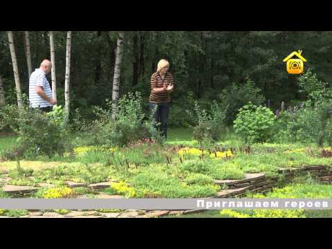 Благоустройство ничейной лесной опушки // FORUMHOUSE
