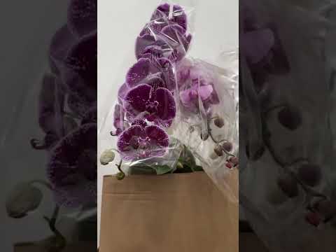 A loja mais barata de São Paulo! 