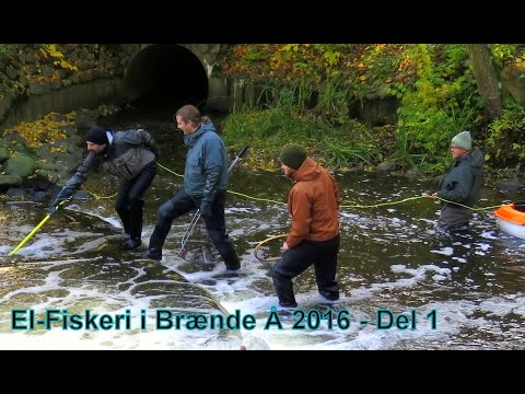 *ELFISKERI / ELECTRO FISHING* For Brown Sea Trout // Havørred i Brænde Å på Fyn 2016 - Part1 [HQ]