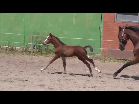 "QUANTUM OF SOLACE" 2017 colt by Quite Rubin x Chico's Boy