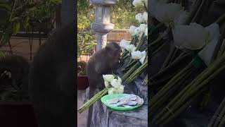 Discover The Monkey Of Con Dao Island! Tour This Amazing Island And Explore Its Many Wonders!