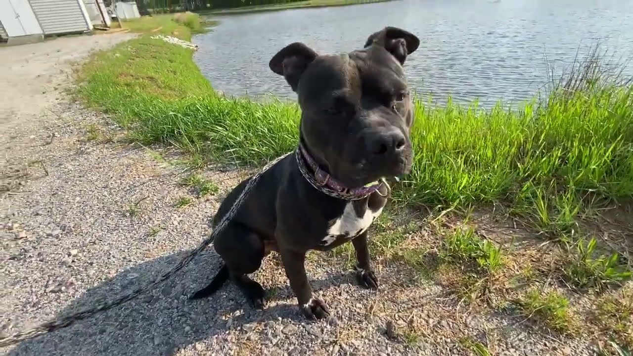 Enlarge Fulton #22518, a ADOPTABLE mixed breed in Monroe, GA video 3/6