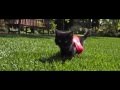 Cute Kittens Fly in Slow Motion to Hip Hop Dubstep ...