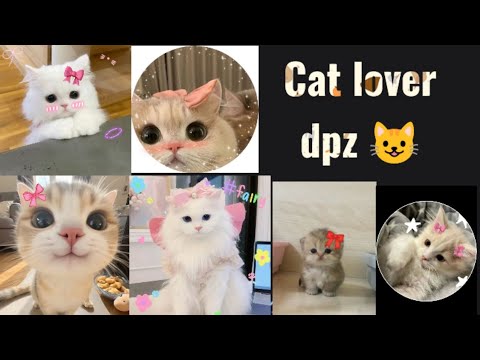 CAT LOVER DPZ IDEAS 💡💡😺🤌🏻😄 