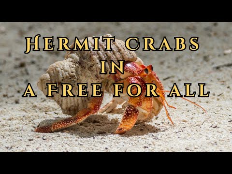 Hermit Crabs free for all
