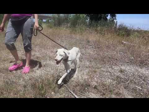 Vídeo de SALVADOR