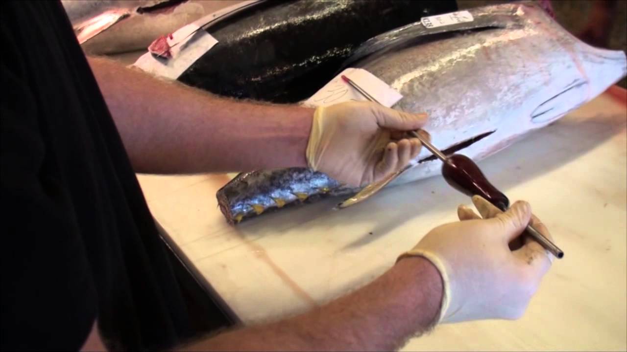 Processing and grading tuna!