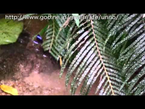 ムラサキヒメジャノメの飛翔　Mandarinia regalis