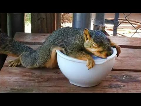 Les animaux les plus paresseux en action Les animaux les plus drôles de 2023 !