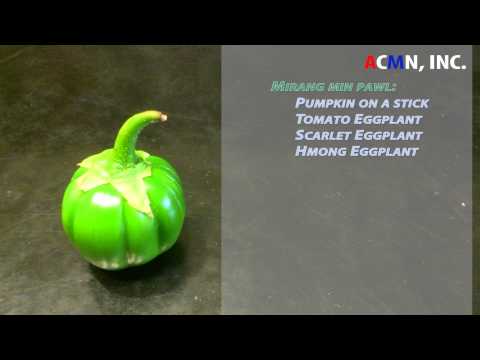 download lagu mp3 mp4 Pumpkin On A Stick Seeds, download lagu Pumpkin On A Stick Seeds gratis, unduh video klip Pumpkin On A Stick Seeds