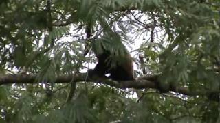 preview picture of video 'Howler Monkeys Playing in the Creek of Nuario'