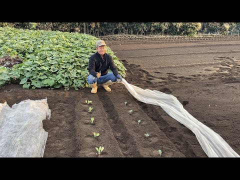 キャベツはいつ植えるのですか？どの品種をどの時期に植えるべきですか?  庭園