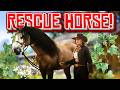 RESCUING A NEW BREED ON RDR2 Sable Island Horse RedM