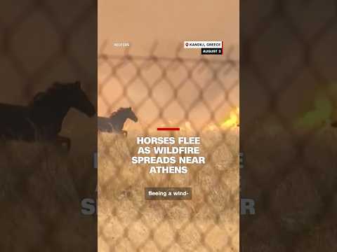 Horses flee as wildfire spreads near Athens