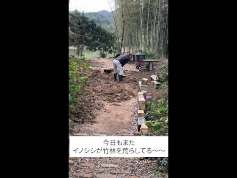 菜園の境界線か天然石か？選択してください。  庭園