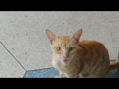 Ginger Cat Is Very Friendly With Me || Helpless Starving Cat Is Calling Me For Help