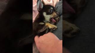 Sammie waking up from a nap