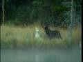 Wolves Hunt And Kill Elk In Yellowstone