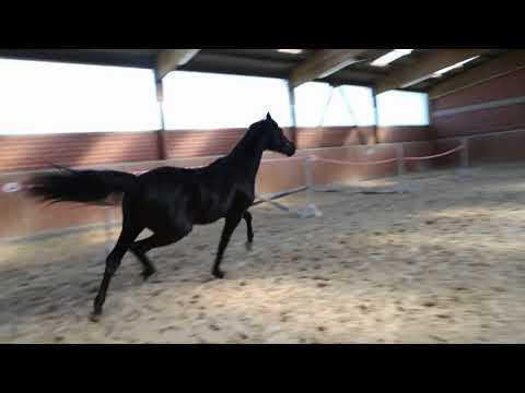 OL Hengst v. Don Nobless / Fürst Heinrich / De Niro April 2018