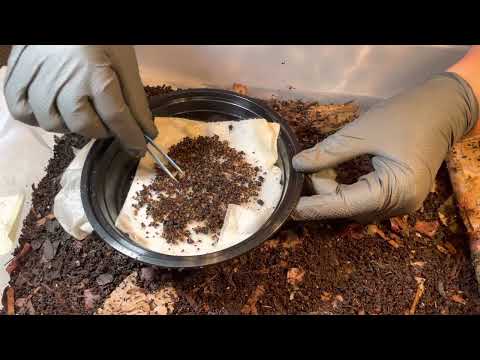 Want To See 674 Worm Cocoons? Here They Are!