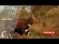 Cape Bushbuck Hunt Eastern Cape 2019