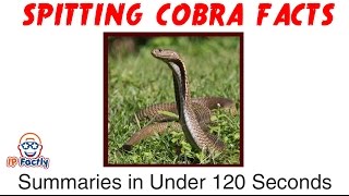 Spitting Cobra Facts You Need to Know!  Summary in Under 120 Seconds
