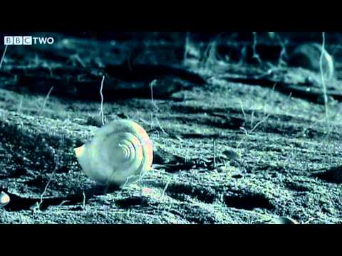 Small Spider Lifts Snail Shell Up Tree - Madagascar - BBC Two Video