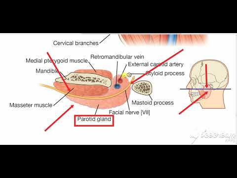 Parotid gland relations 5