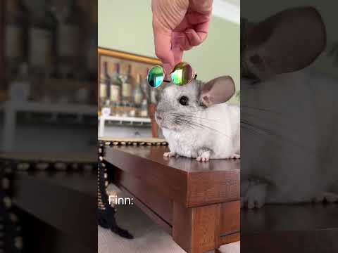 Knox nailed it 😭 #chinchilla #sunglasses #cute #chinpals