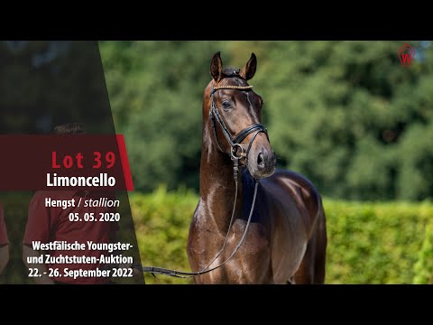 Online-Auktion Lot 39 Limoncello Hengst v. Livaldon - Wolkenstein II