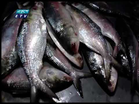 ভরা মৌসুমেও ইলিশশূন্য দেশের দ্বিতীয় বৃহত্তম মৎস্য আড়ত পিরোজপুরের পাড়েরহাট | ETV News