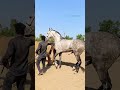 Beautiful Mare Covered By Beautiful Gre Stallion Open Stud Services Ow Sabar Stud Farm 9979978503