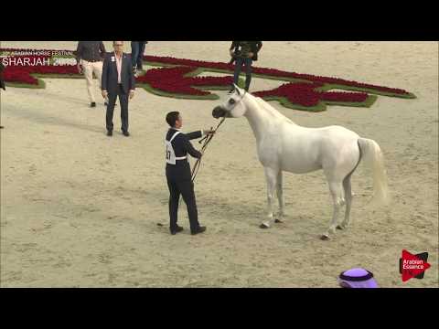 N.287 EDWAN AL ZOBAIR - Sharjah International 2019