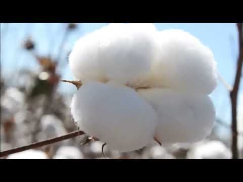 RAMONA GALARZA 👈 👈 👉 👉 EL COSECHERO (Clasicos del Chamame)....!!!!!