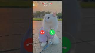 My baby is calling me 🤙📞 #catlovers #catcalling #kitten #shorts