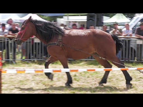 138 metri locul 2 la simplu dl. Mihali Sorin de la Budești - Maramureș