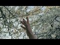 Spring (cover) - Mia Doi Todd