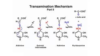 Amino Acid Catabolism