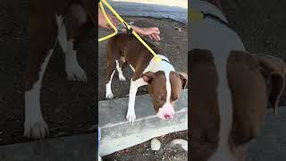 Video preview image #1 Mutt Puppy For Sale in Pasadena, CA, USA