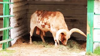 Як говорять тварини | Назви тварин | Заповідник АСКАНІЯ НОВА