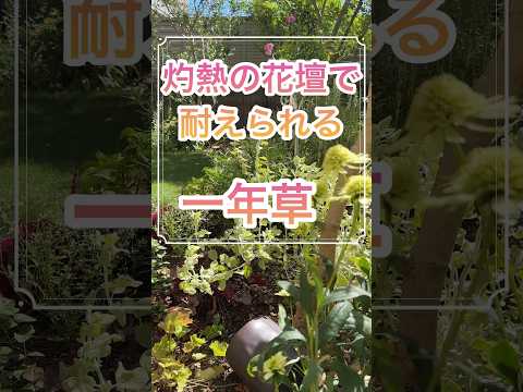 芝桜 Phlox subulata 多年草 花 庭 満天