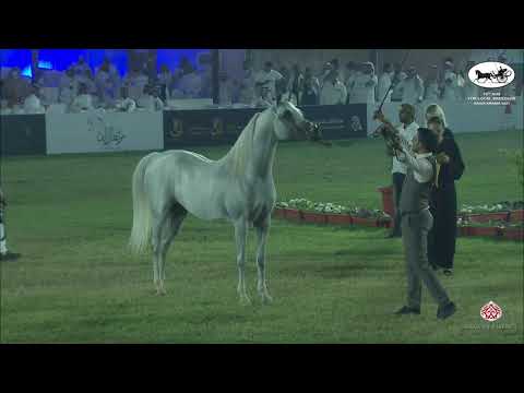 N 425 MEGBEL ATHBAH   10th Arabian Horse Show for local Breeders in Saudi Arabia 2021   Stallions 7