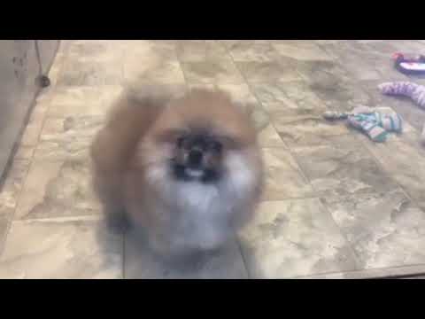 Pomeranian puppy for sale, Royce