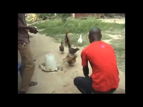 kunguru hafugiki by idd job chilibasi